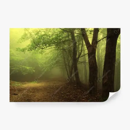 Fototapete nebliger waldweg im grünen – Pixers®