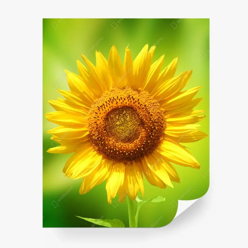 Fototapete leuchtende sonnenblume auf grünem hintergrund