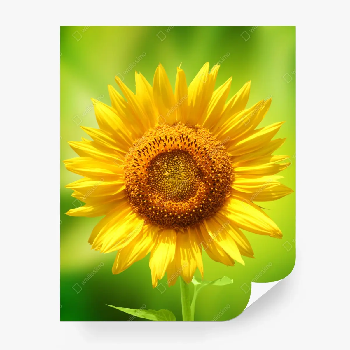 Fototapete leuchtende sonnenblume auf grünem hintergrund – Pixers®