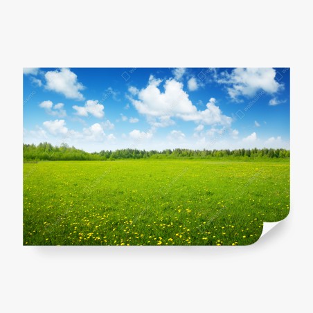Fototapete sonnige wiese mit löwenzahn und blauem himmel – Pixers®