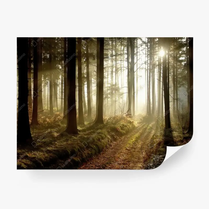 Fototapete sonniger waldpfad im morgennebel