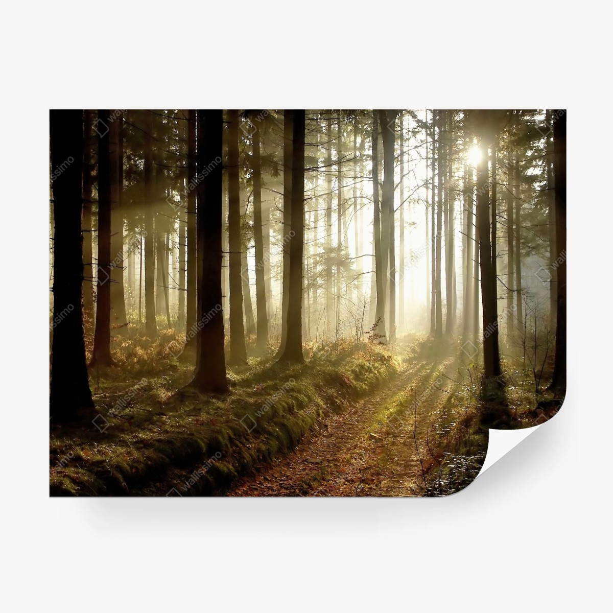 Fototapete sonniger waldpfad im morgennebel – Pixers®