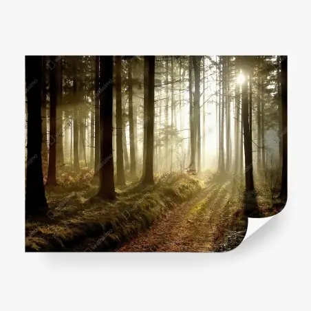 Fototapete sonniger waldpfad im morgennebel – Pixers®