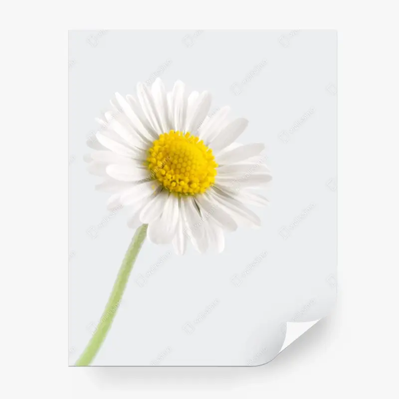 Fototapete weißes gänseblümchen auf zartem hintergrund