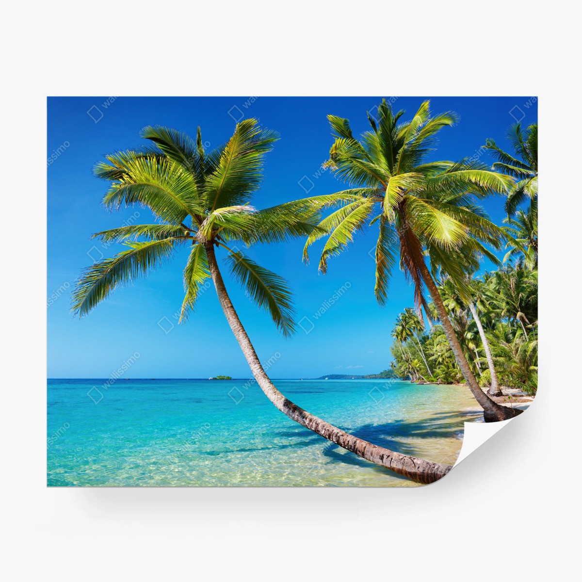 Fototapete tropische palmen auf Kood Island – Pixers®