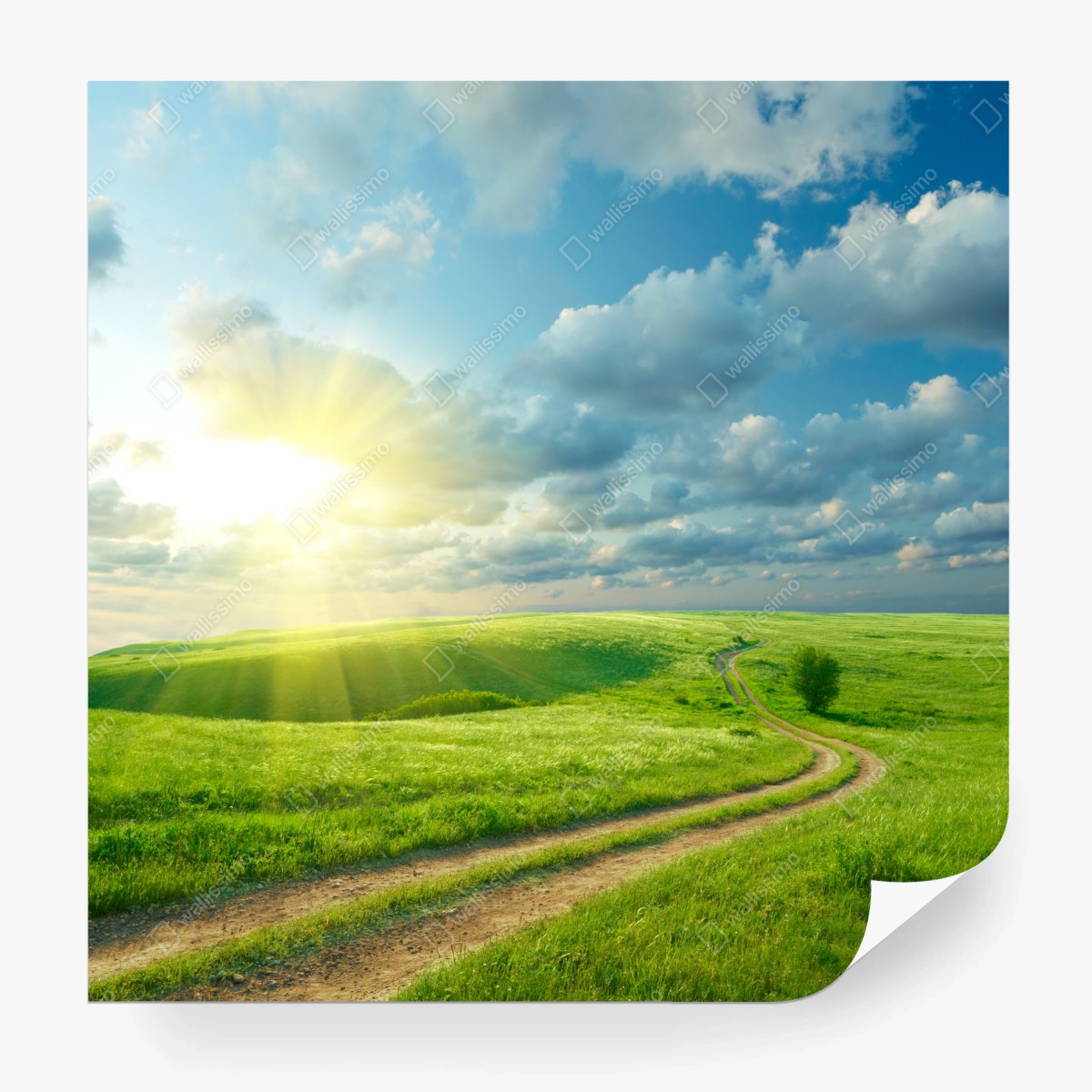 Fototapete sonnige sommerwiese mit geschwungenem weg – Pixers®