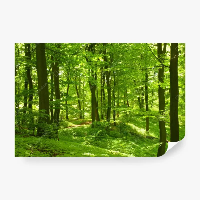 Fototapete üppiger grüner wald