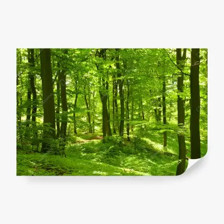 Fototapete üppiger grüner wald – Pixers®