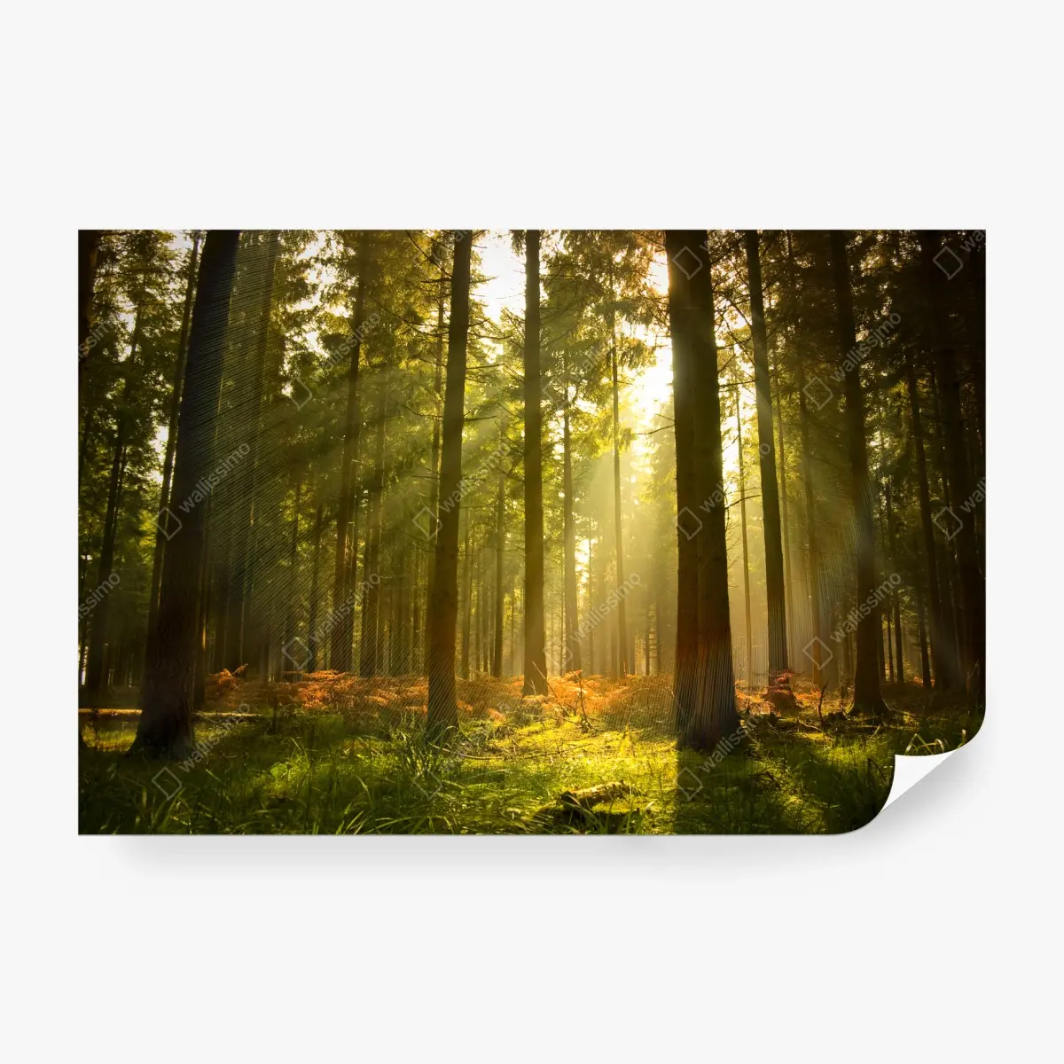 Fototapete goldener wald bei dämmerung – Pixers®