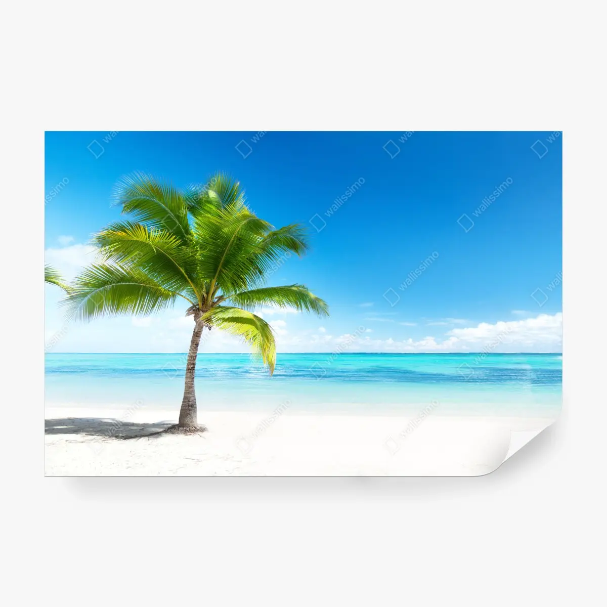 Fototapete tropische palme am ruhigen strand – Pixers®