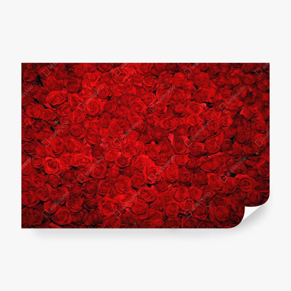 Fototapete meer aus roten rosen – Pixers®