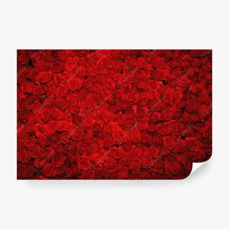 Fototapete meer aus roten rosen – Pixers®