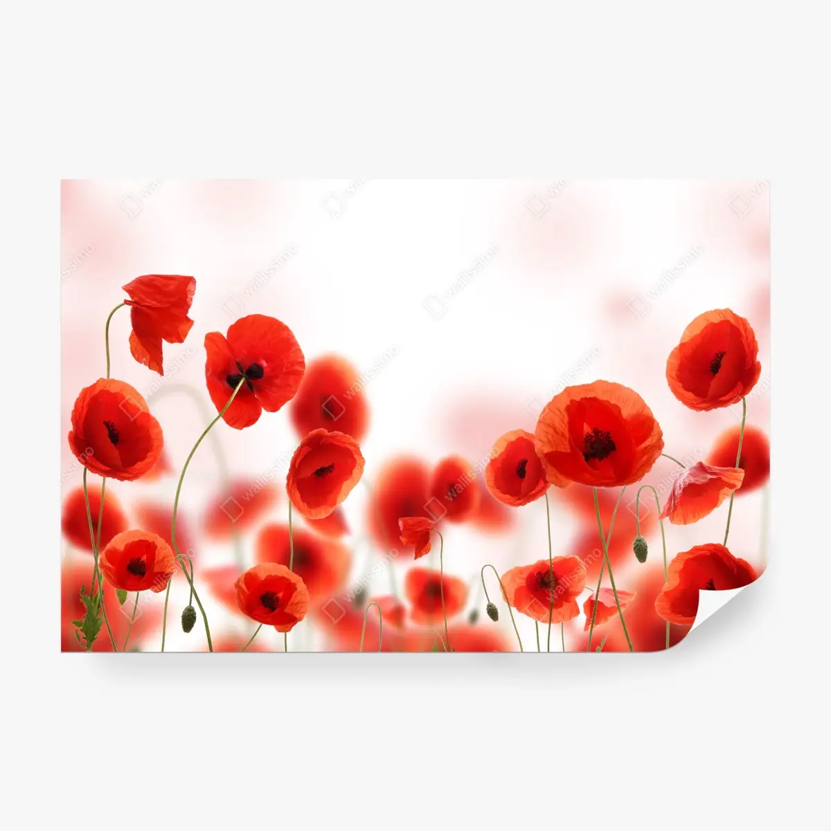 Fototapete rote mohnblumenwiese – Pixers®