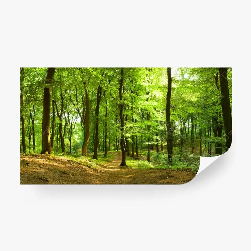 Fototapete ruhiger grüner waldweg