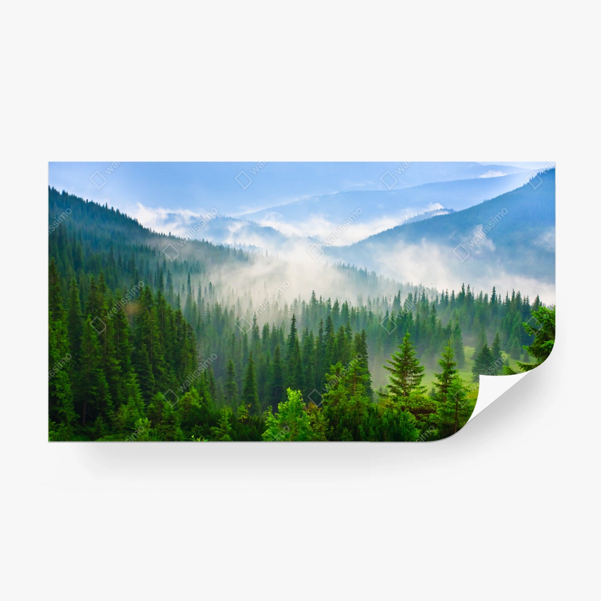 Fototapete nebel über grünen bergen der Karpaten – Pixers®