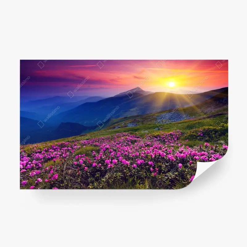 Fototapete rosa rhododendren am berghang bei sonnenaufgang
