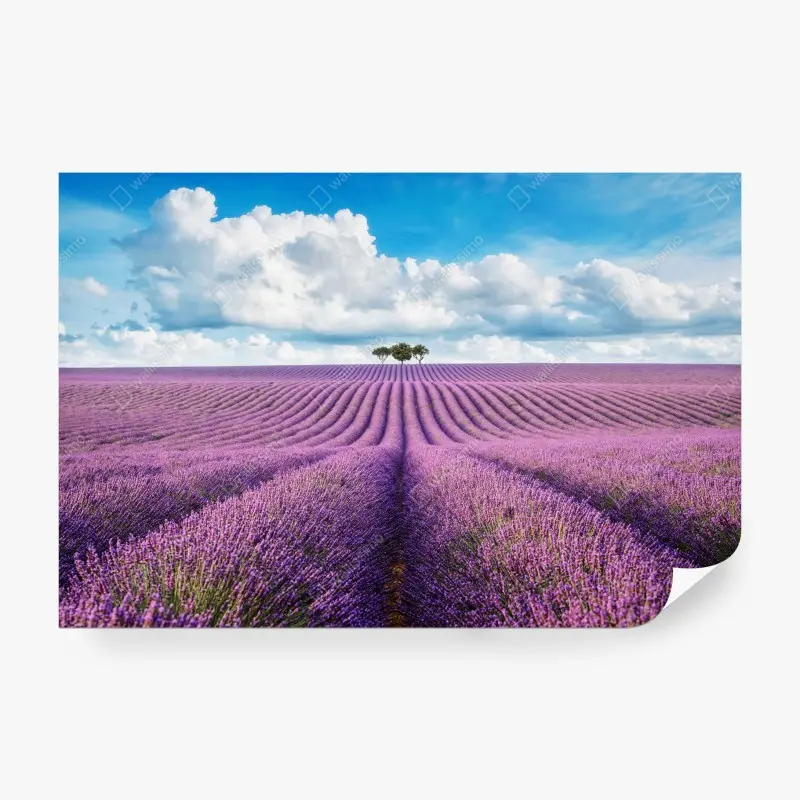 Fototapete lavendelfelder unter blauem himmel