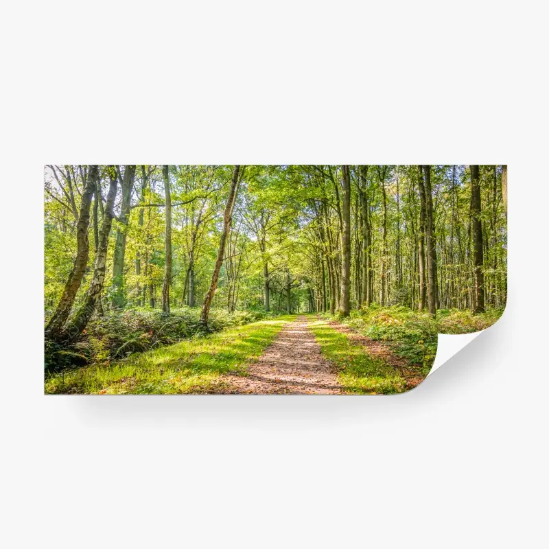 Fototapete sonniger waldweg