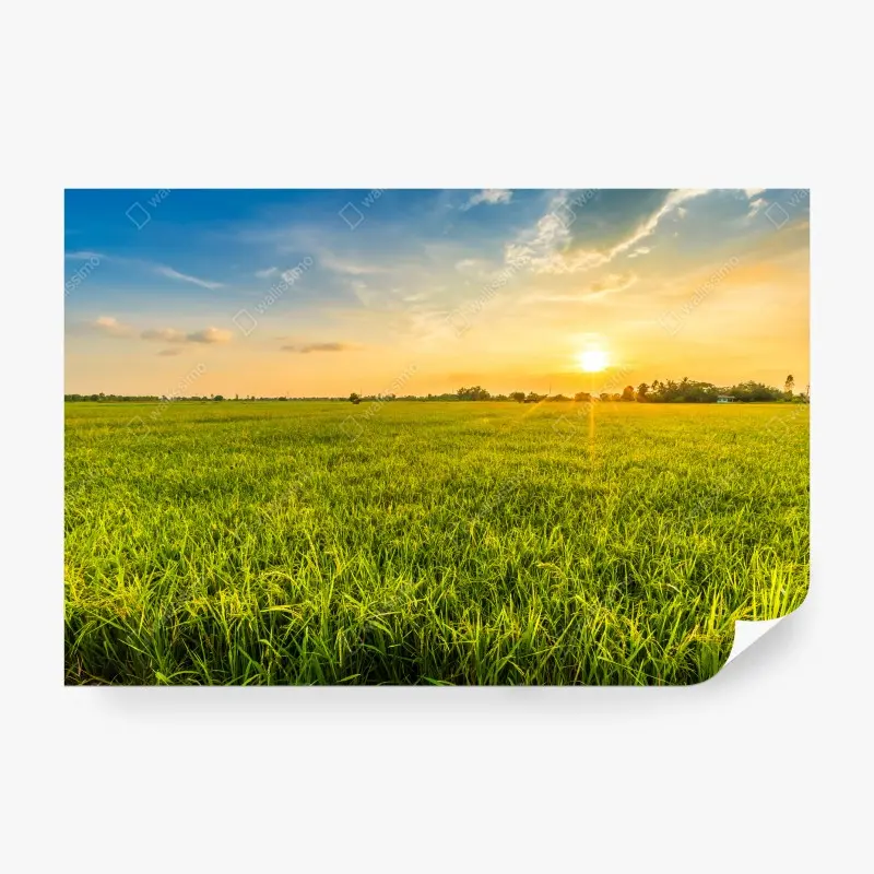 Fototapete goldener sonnenuntergang über grüner wiese
