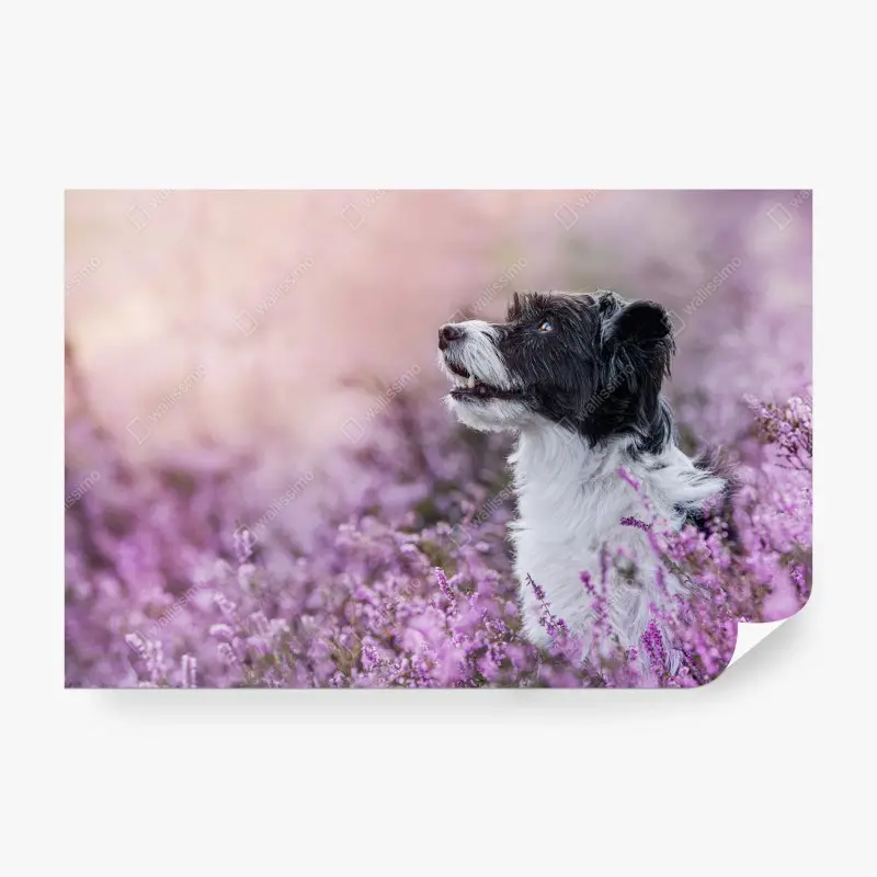 Fototapete schwarz-weißer hund in blühender heide