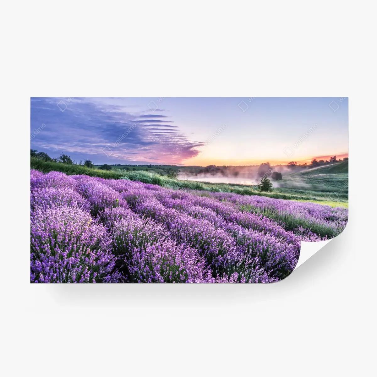 Fototapete lavendelfeld im dämmerlicht – Pixers®