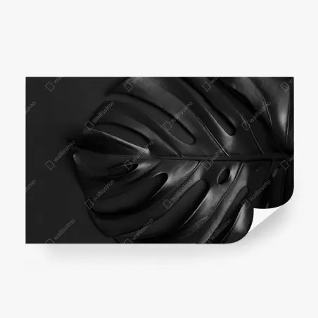 Fototapete schwarzes monstera blatt – Pixers®