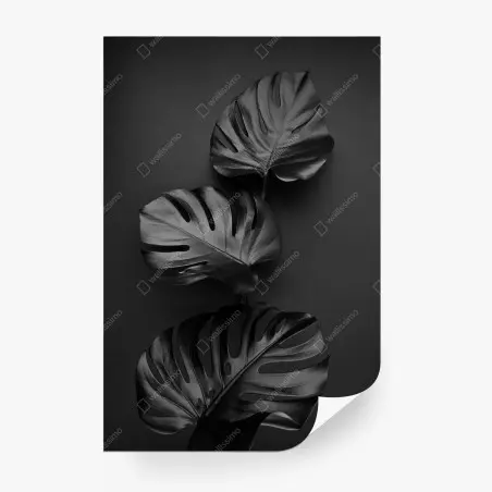 Fototapete schwarze monstera blätter komposition – Pixers®
