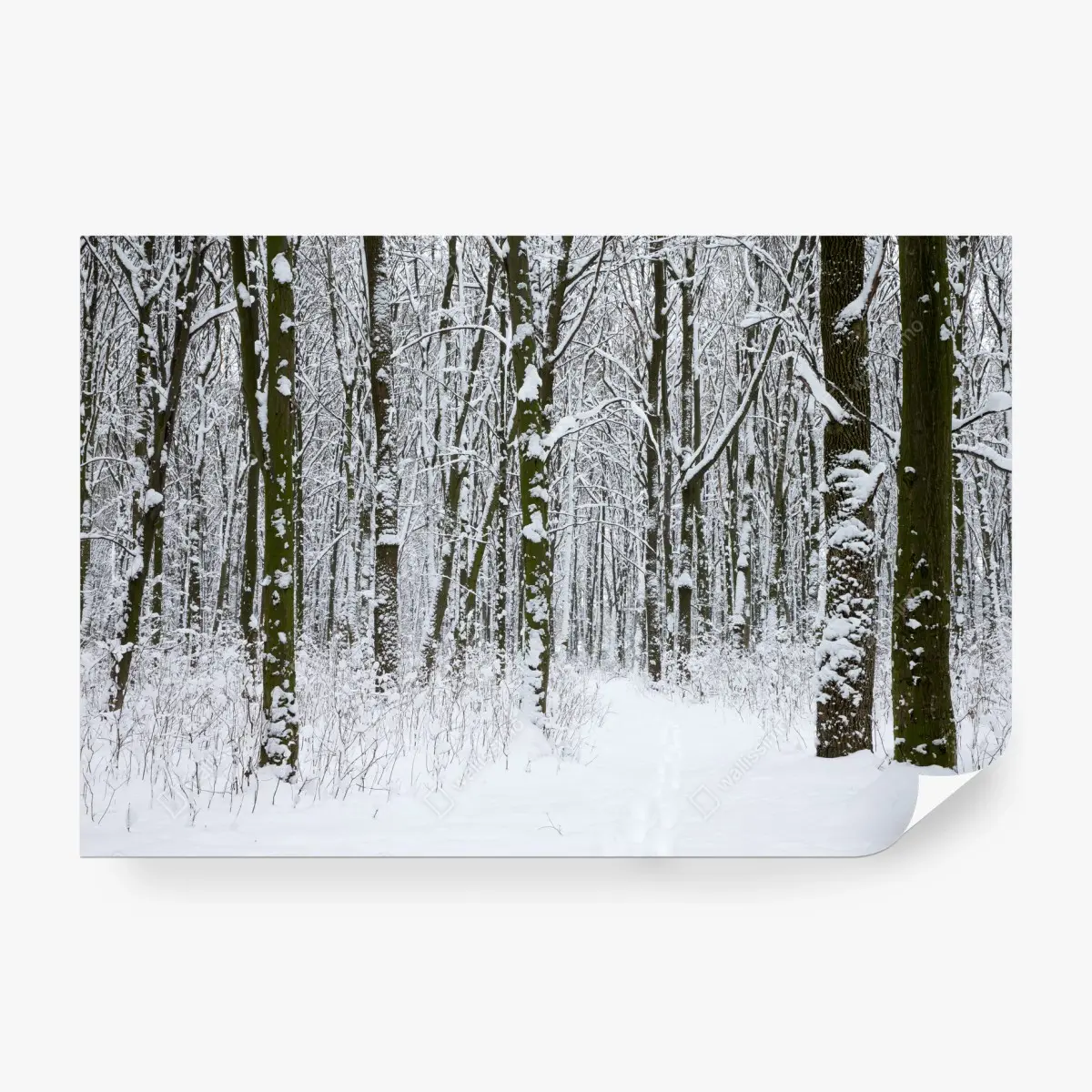 Fototapete winterwald pfad im schnee – Pixers®