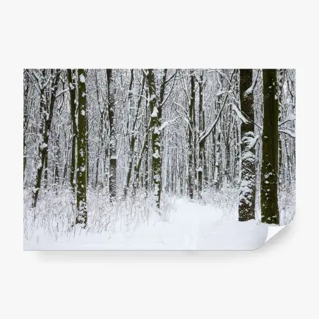 Fototapete winterwald pfad im schnee – Pixers®
