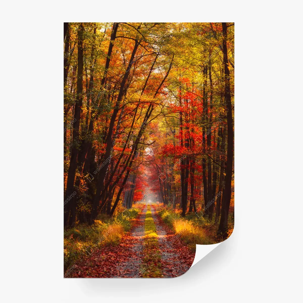 Fototapete goldener herbstwaldweg – Pixers®