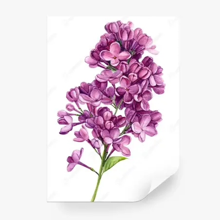 Fototapete zarter flieder in aquarell – Pixers®