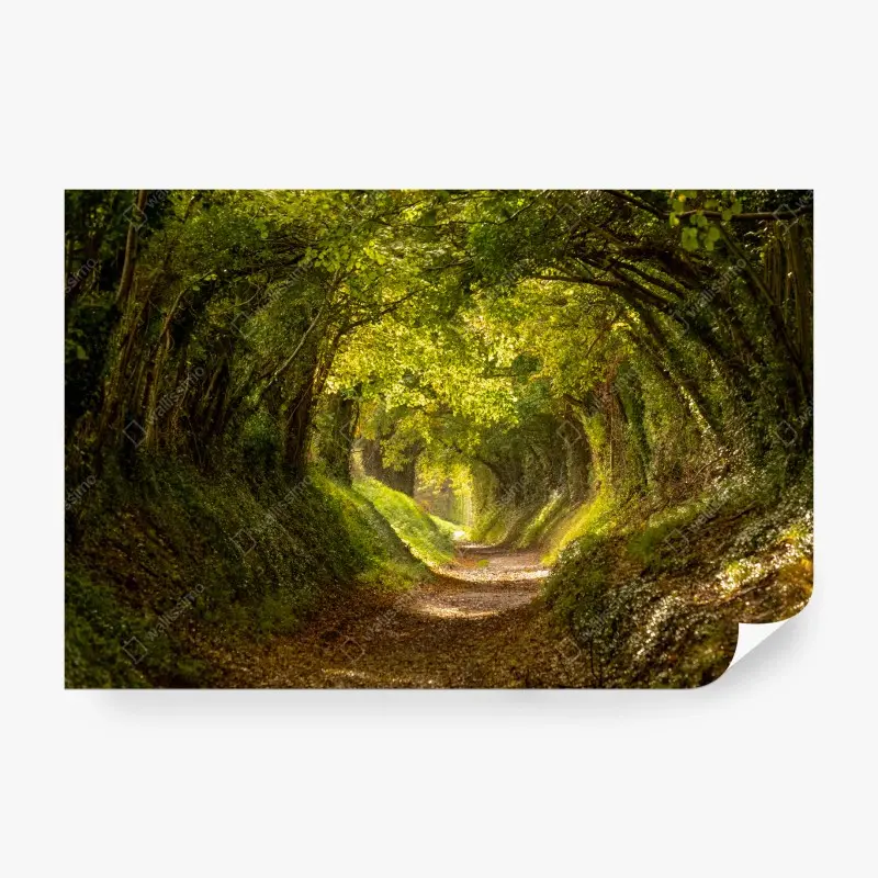 Fototapete sonniger waldtunnel