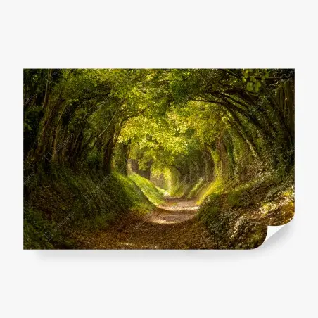 Fototapete sonniger waldtunnel – Pixers®