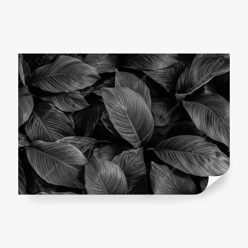 Fototapete monochrome tropische blätter