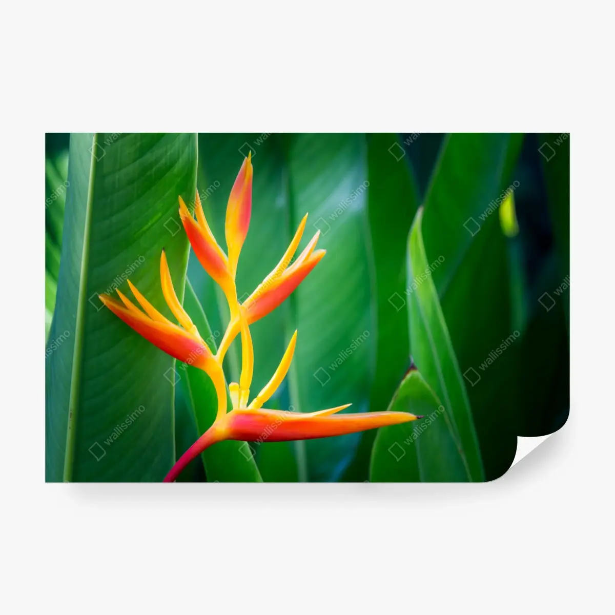 Fototapete lebhafte tropische heliconia-blüte – Pixers®