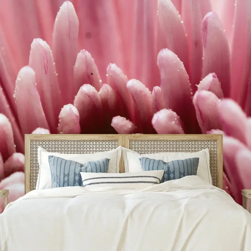 Fototapete zarte rosa nahaufnahme einer chrysantheme