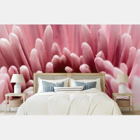 Fototapete zarte rosa nahaufnahme einer chrysantheme – Pixers®
