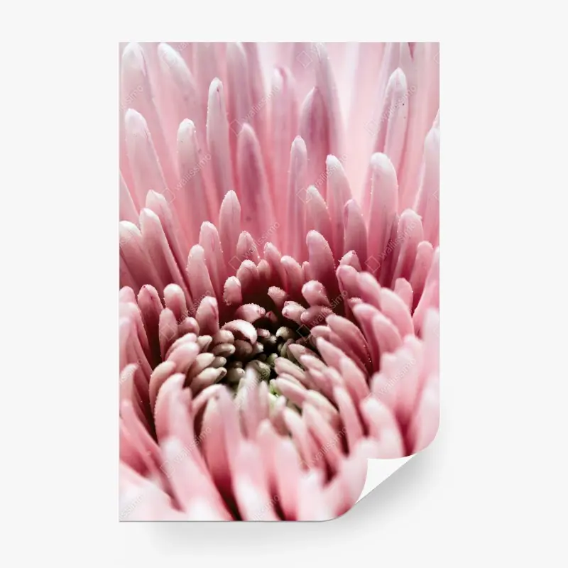Fototapete zarte rosa nahaufnahme einer chrysantheme