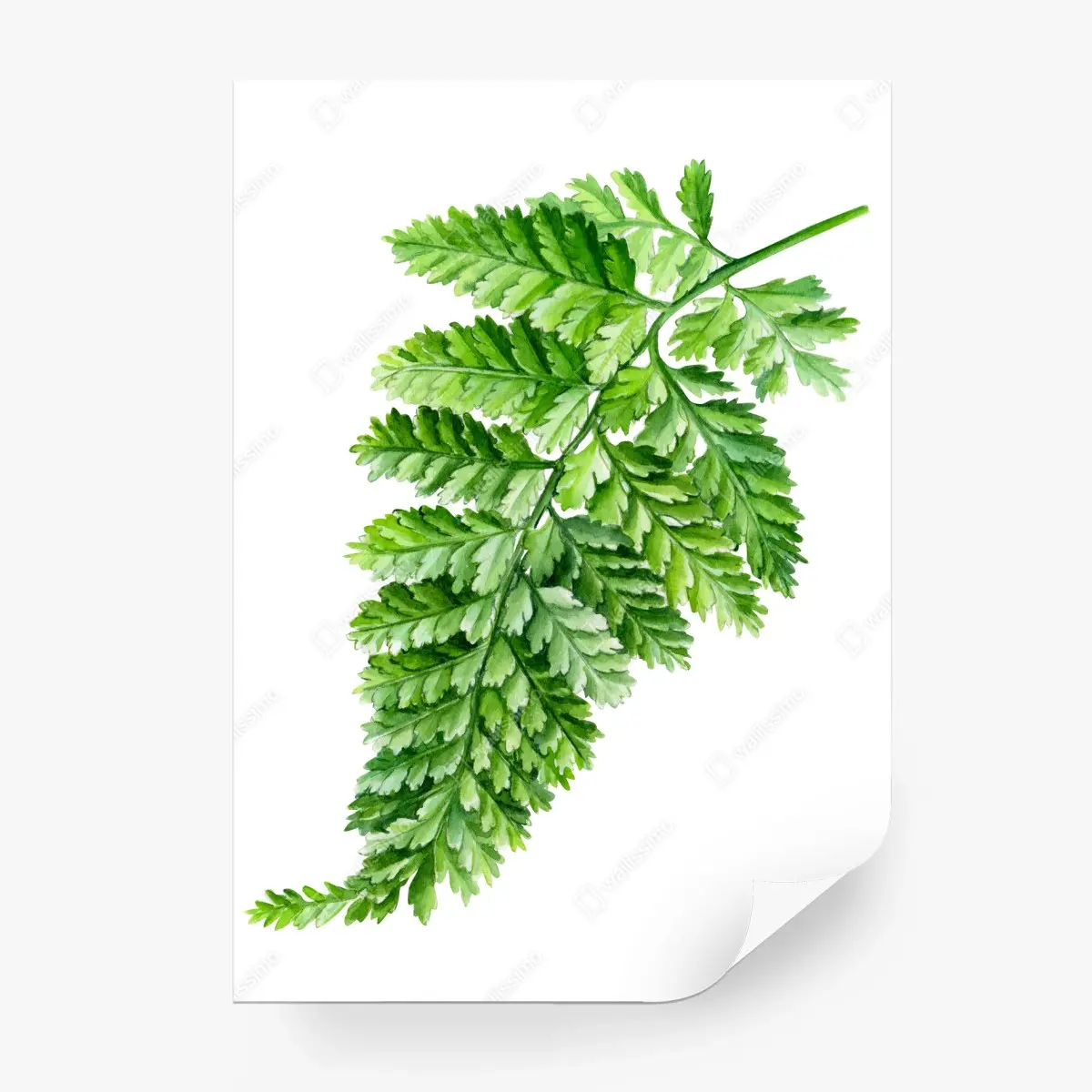 Fototapete zartes aquarell-farnblatt – Pixers®