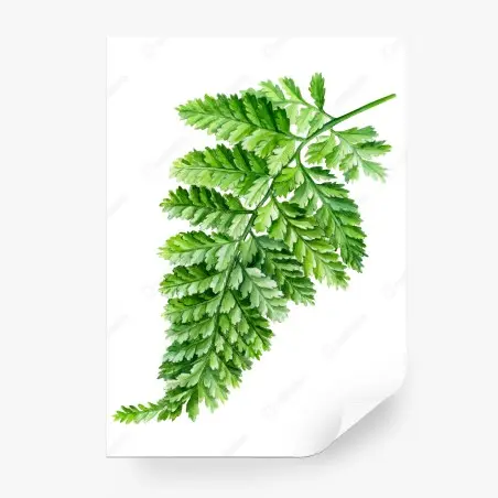 Fototapete zartes aquarell-farnblatt – Pixers®