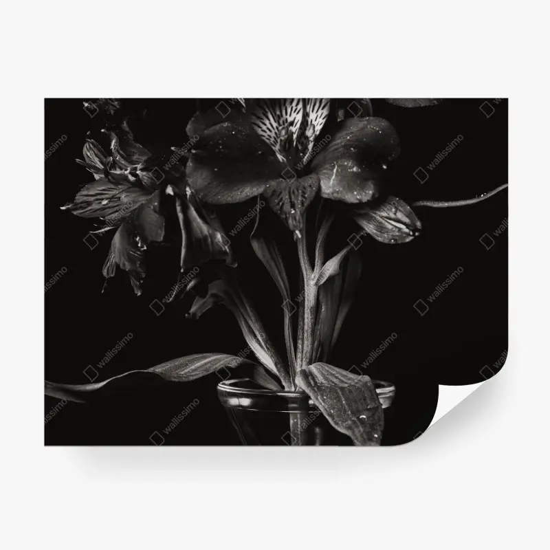 Fototapete monochrome blumenstudie in glasvase