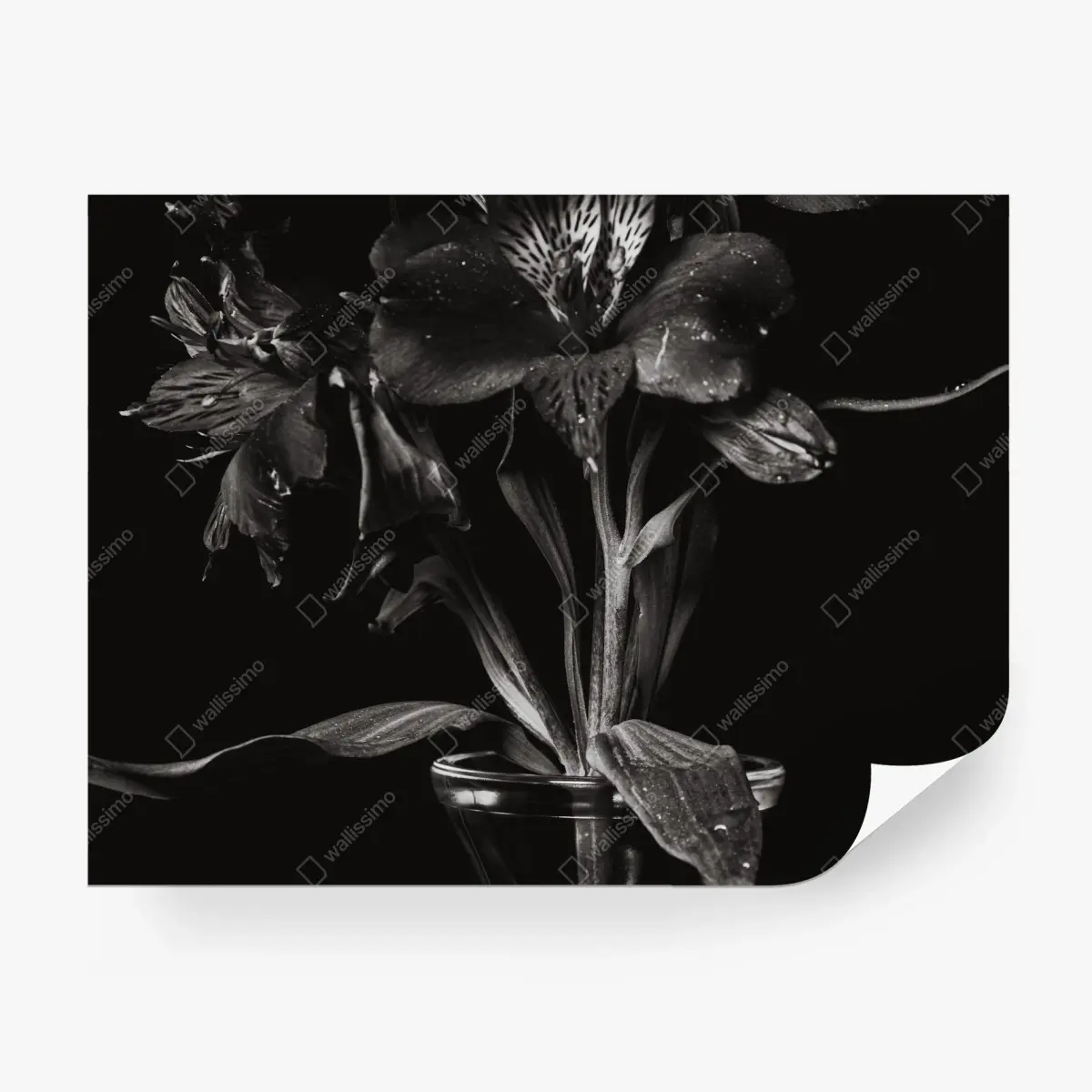 Fototapete monochrome blumenstudie in glasvase – Pixers®