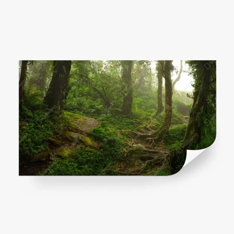 Fototapete nebliger grüner waldpfad