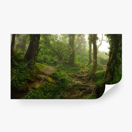 Fototapete nebliger grüner waldpfad – Pixers®