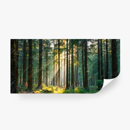 Fototapete stiller wald im sonnenlicht – Pixers®