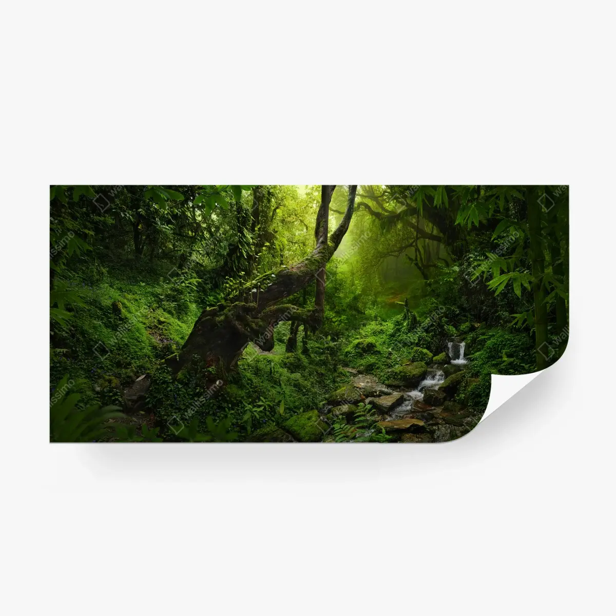 Fototapete verzauberter mooswald mit bach – Pixers®