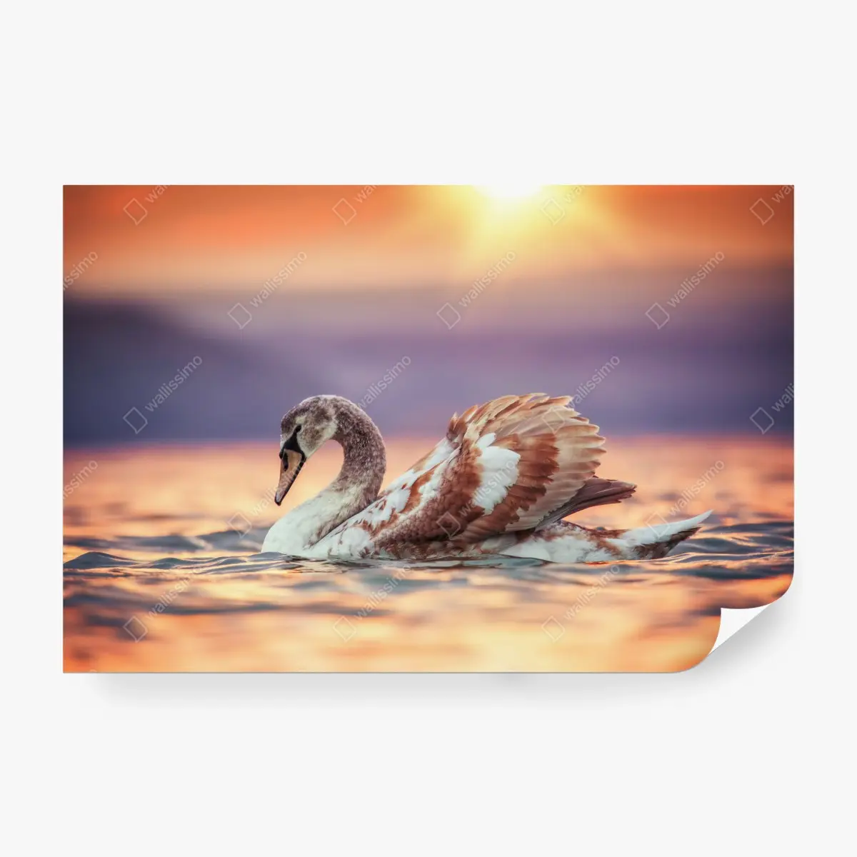 Fototapete anmutiger schwan bei sonnenuntergang – Pixers®