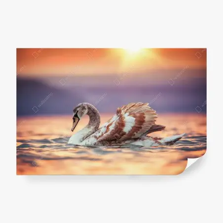 Fototapete anmutiger schwan bei sonnenuntergang – Pixers®