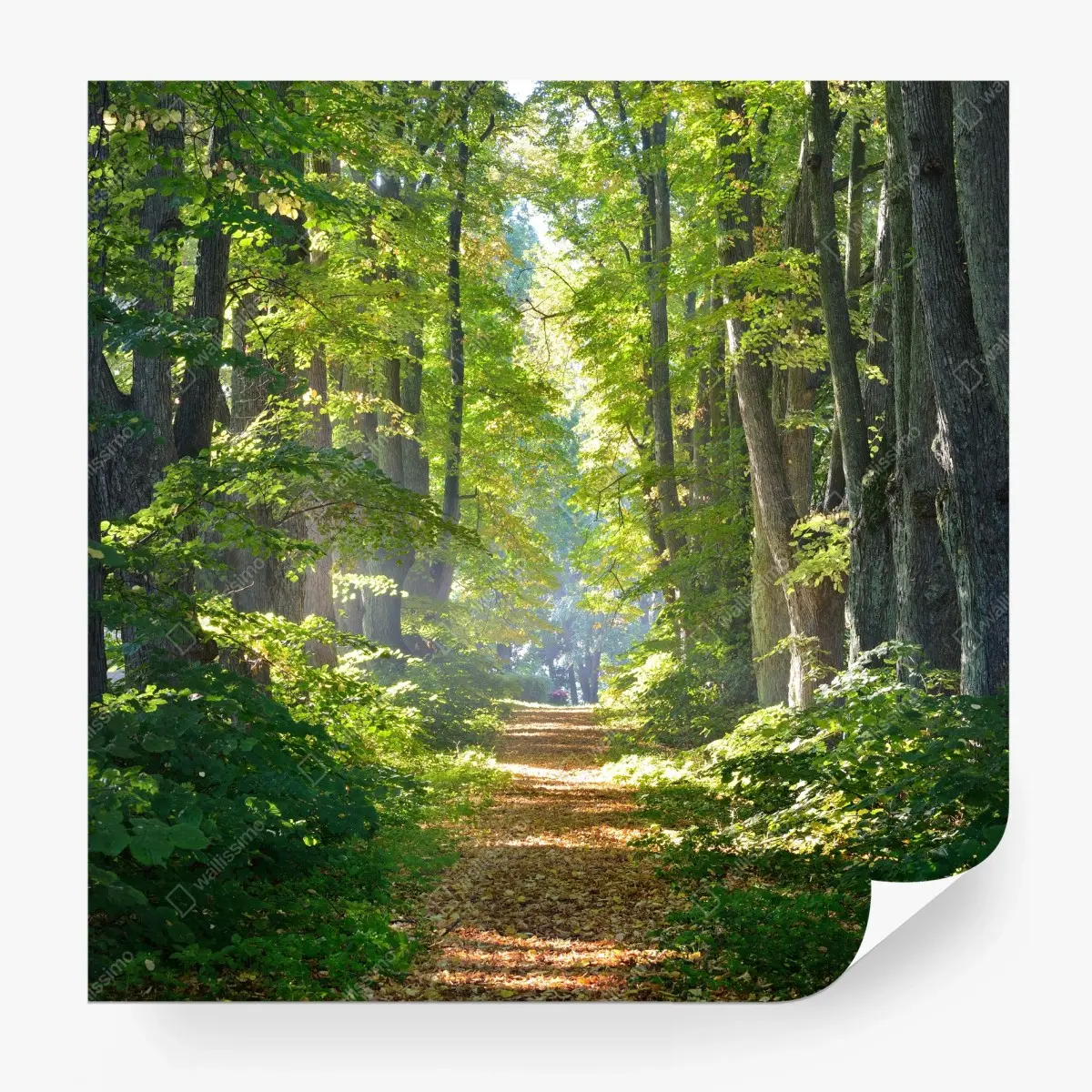 Fototapete sonniger waldweg im grünen – Pixers®