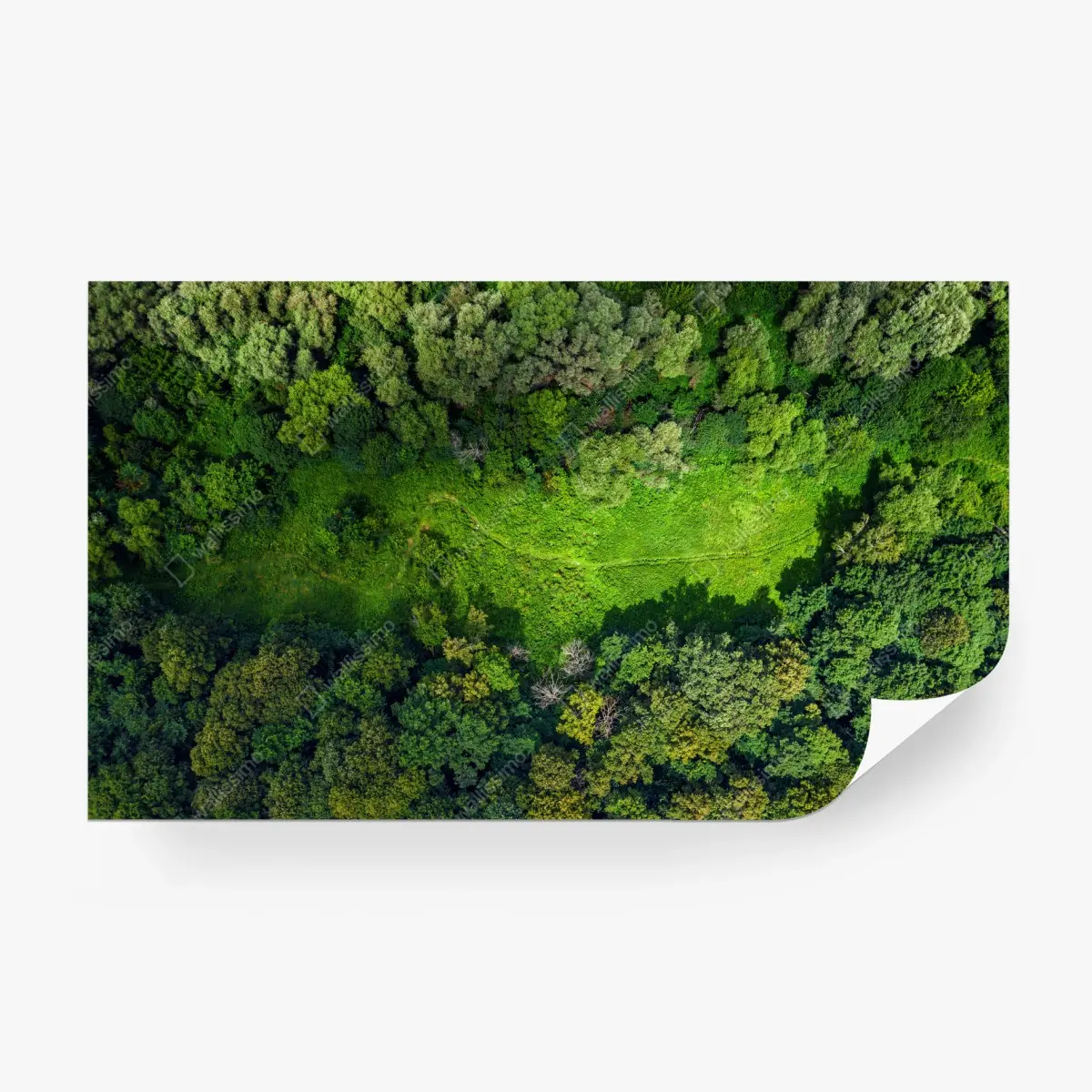 Fototapete luftaufnahme eines waldes mit wiese – Pixers®